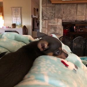 Meet your Posher, Donna